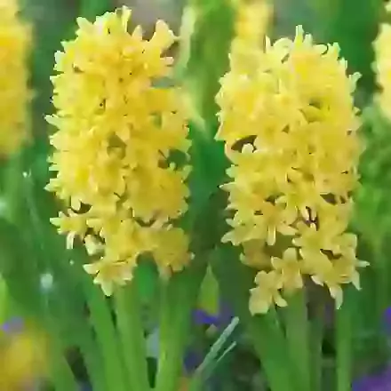 Yellow Stone